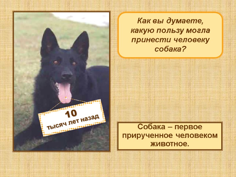 Как вы думаете,  какую пользу могла принести человеку собака? Собака – первое прирученное